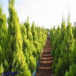 کاجهای تزیینی 100میلیون تومانی قرار بود ویلای چه کسانی را در رامسر خوشگل کند؟